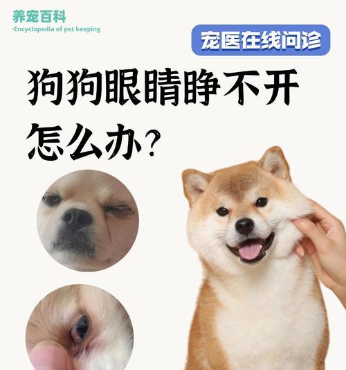 新生小狗的睁眼时机及注意事项（狗狗眼睛的发育过程与关键时间节点）