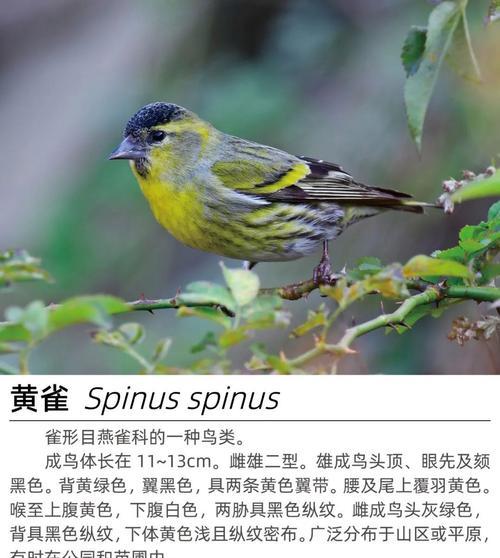 黄雀与中国燕雀科鸟类（探寻自然之美，了解中国燕雀科鸟类的奇妙世界）