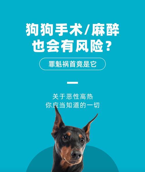 狗狗后恢复的时间有多长？（探索狗狗后的复苏时间及关键因素）