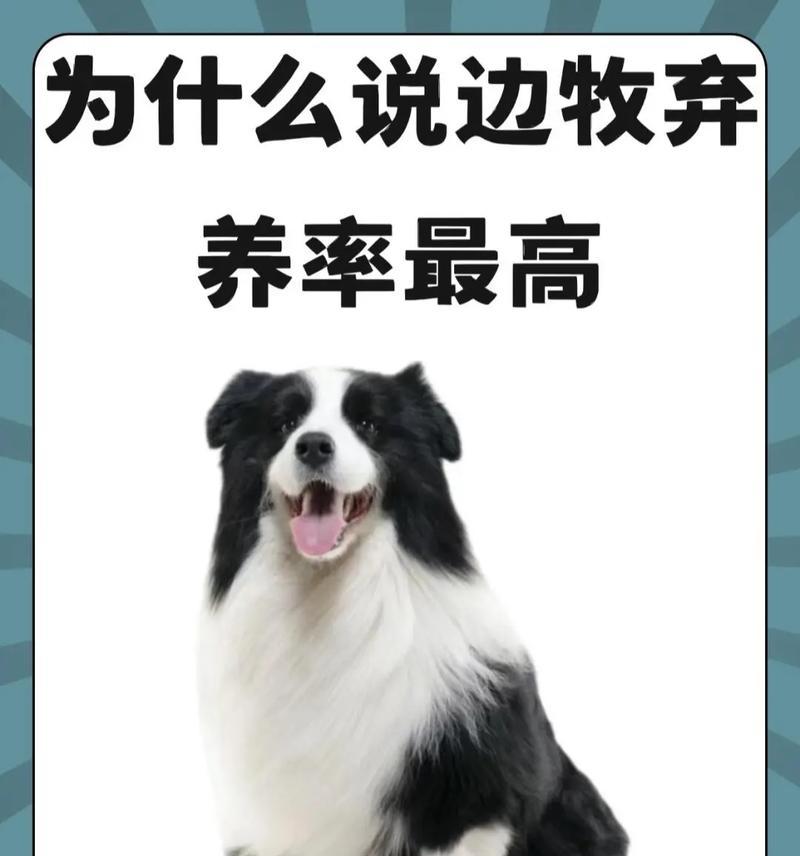选择适合家庭的狗狗（哪个狗狗最适合家庭环境？金毛、边牧还是德牧）