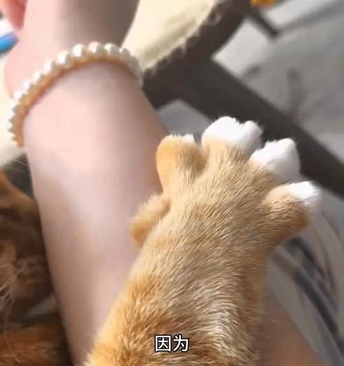 小猫为什么需要剪指甲？（解决猫咪不愿剪指甲的有效方法）