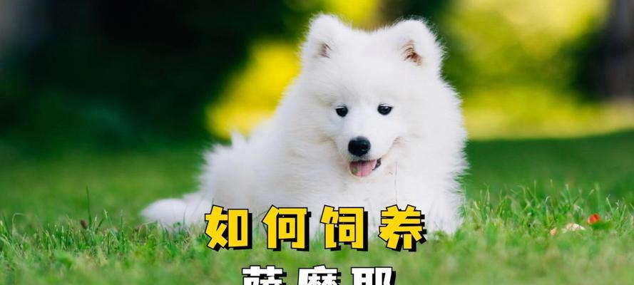 萨摩耶饲养技巧（萨摩耶饲养方法与）
