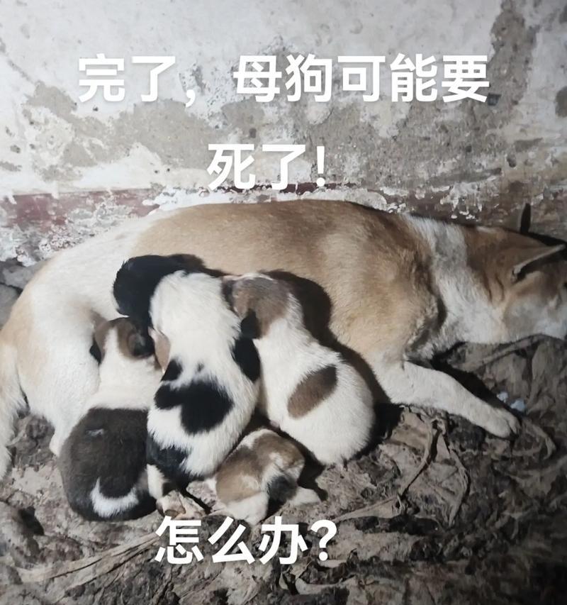 小狗可以多久不吃饭？（揭秘小狗的饮食习惯及饥饿耐受能力）