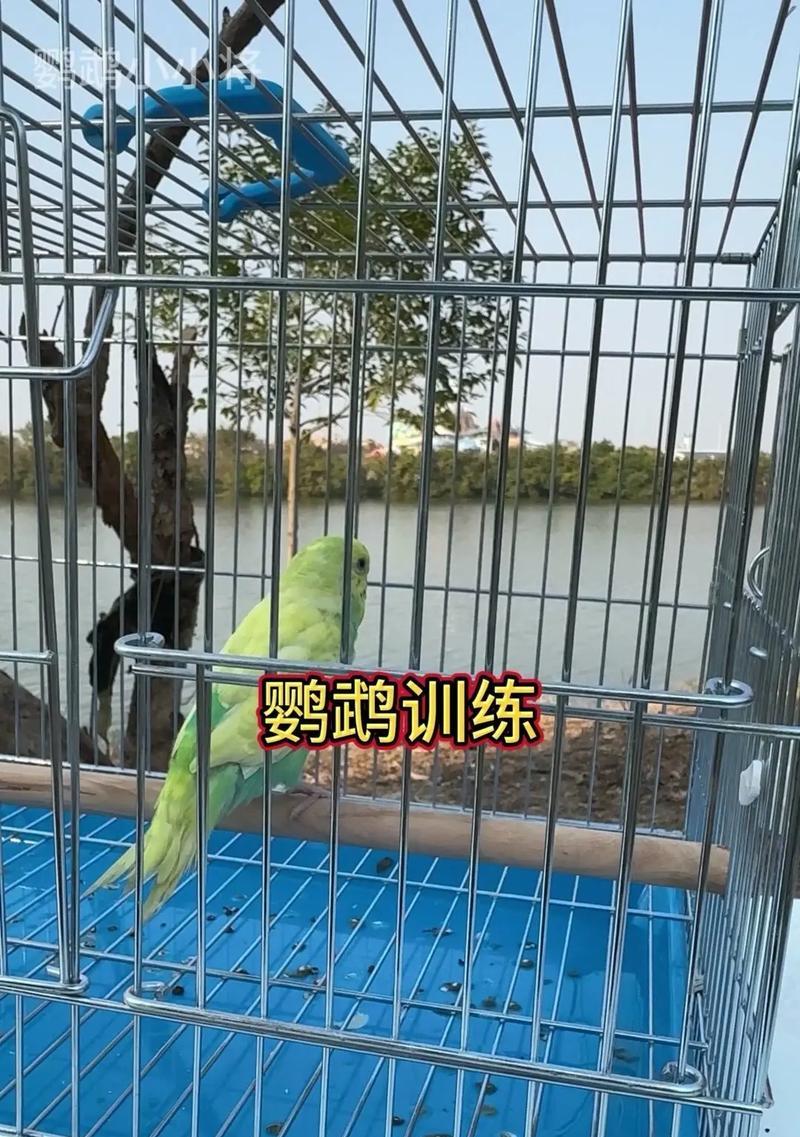 快速训练你家的鹦鹉，轻松上手（三步让鹦鹉成为你的好伙伴）