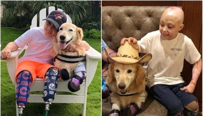 狗狗截肢康复之路（探索狗狗截肢的康复时长与护理技巧）