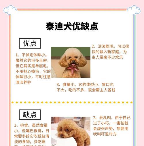 泰迪养护指南（关注这些饲养细节，让你的泰迪成为人气王！）