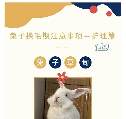 兔子的饮食注意事项（合理喂养，保持兔子健康）