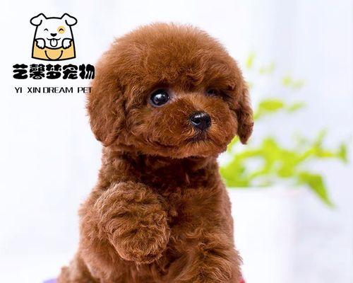 贵宾犬幼犬多久卷毛？（了解贵宾犬幼犬卷毛特征和生长周期）