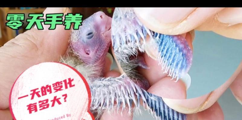 以手养鹦鹉（探索鹦鹉与主人之间的亲密关系，共同建立信任）