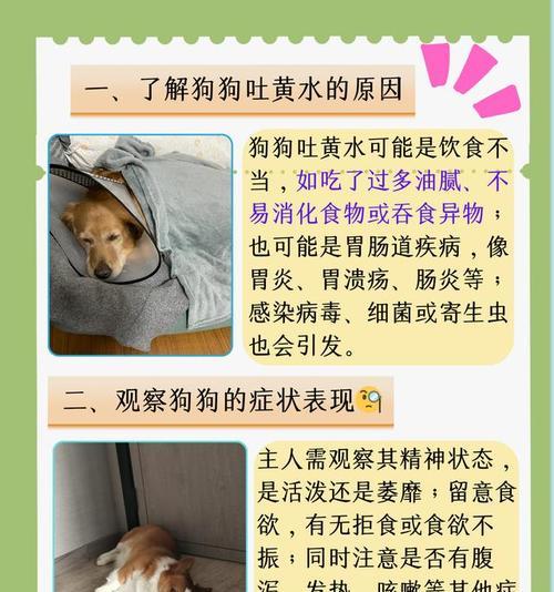 狗狗肠炎的常见检查及诊断方法（全面了解狗狗肠炎的相关检查项目与要点）