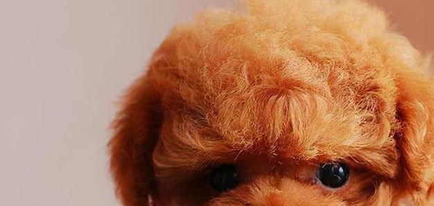 泰迪犬的标准体重及如何控制（揭秘泰迪犬的理想体重以及如何确保健康成长）