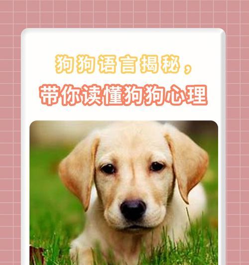 揭秘兔子的肢体语言（掌握兔子的26种肢体语言，打开它们的心扉）