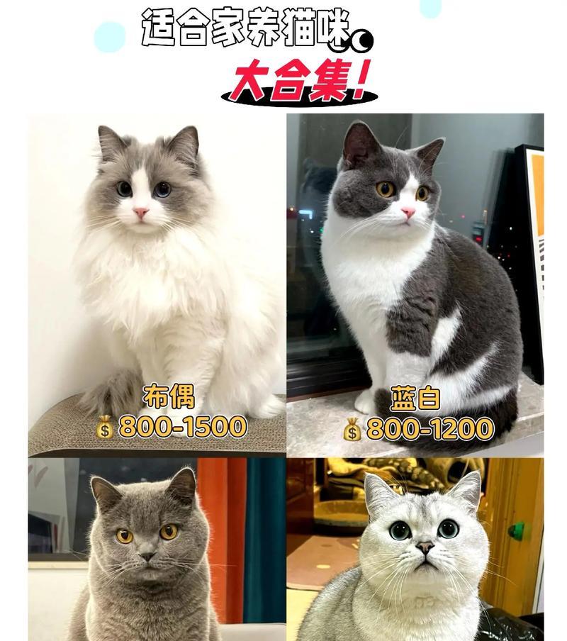 适合家养的猫种类推荐（探索最适合家庭的猫咪伴侣）