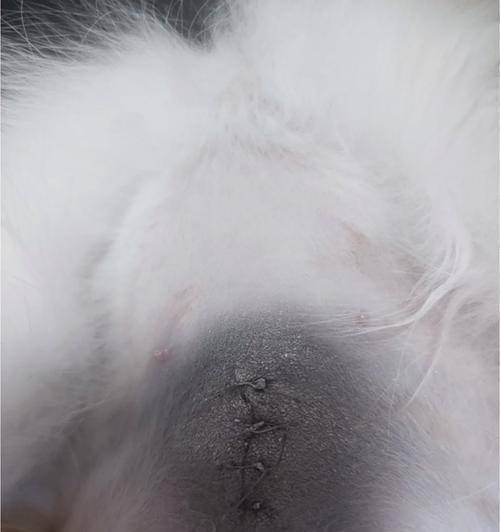 母猫绝育后何时拆纱布？（探究母猫绝育后拆纱布的最佳时间）