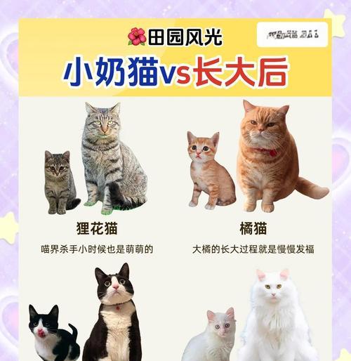 养好一只小奶猫的秘诀（从婴儿到成年，了解不同阶段关键需求）