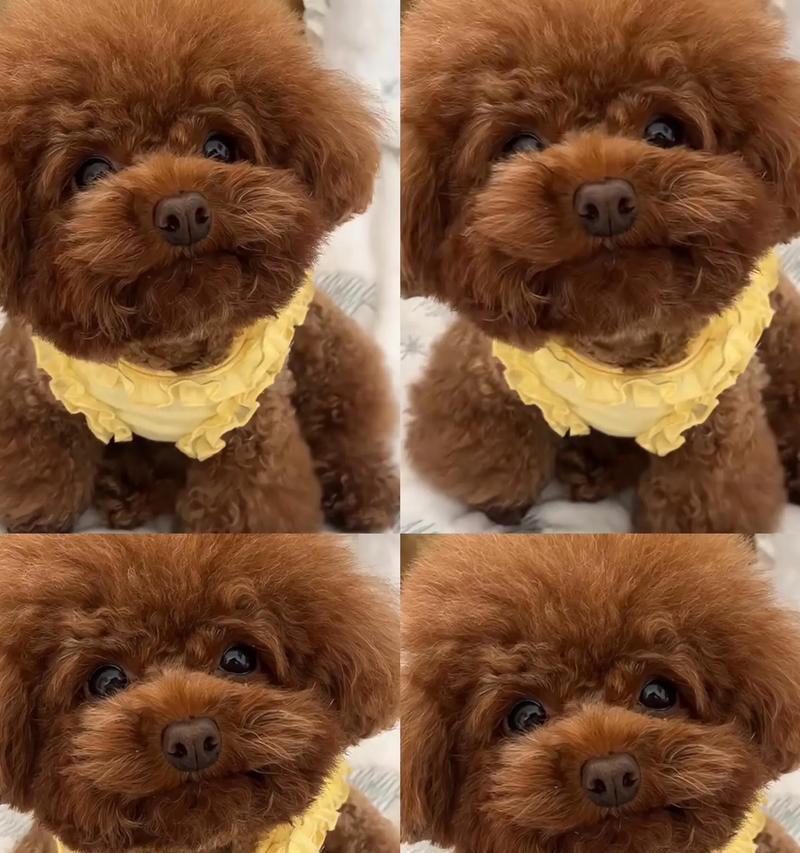 泰迪犬（揭秘泰迪犬的毛色价格，探究市场背后的价值链）