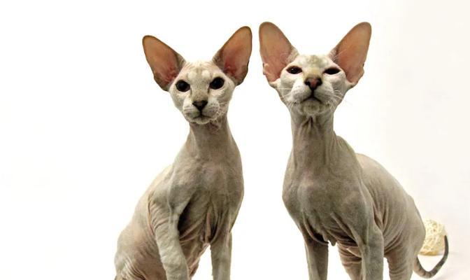 常见的18种宠物猫大揭秘（探索猫咪世界，找寻心仪伴侣）