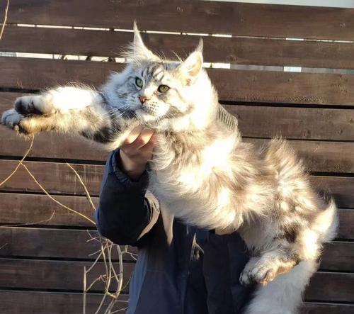 大体型猫的品种多样性及特点（探索大型猫咪的丰富世界）
