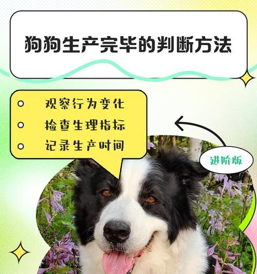 狗狗生产前多久不能洗澡的重要性（保护宝贝健康，正确掌握洗澡时间）