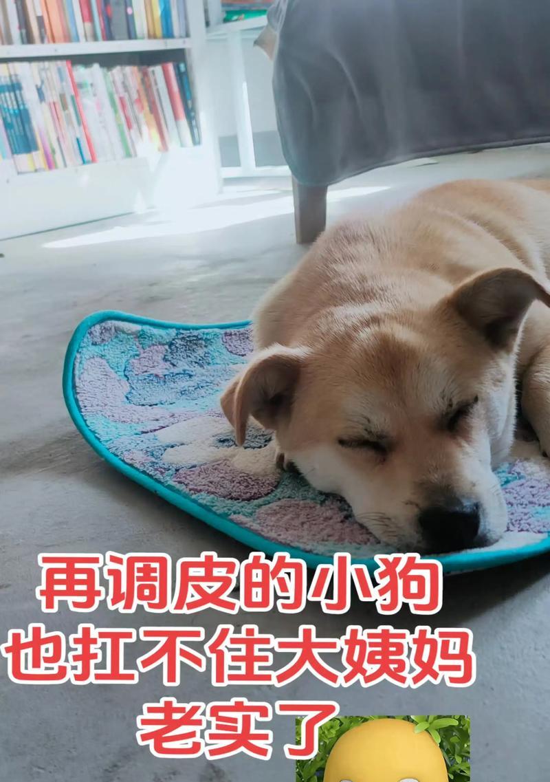 狗狗的生理周期（了解狗狗大姨妈的周期和注意事项，提供更好的护理与关爱）