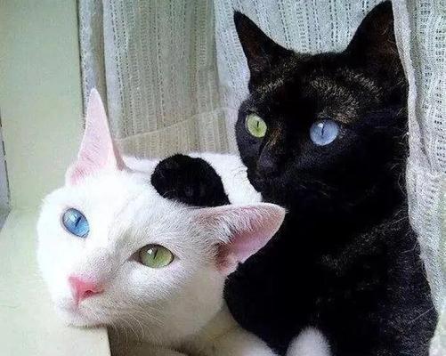 异色瞳的猫咪——波斯猫的独特魅力（异色瞳的起源和形成原因）