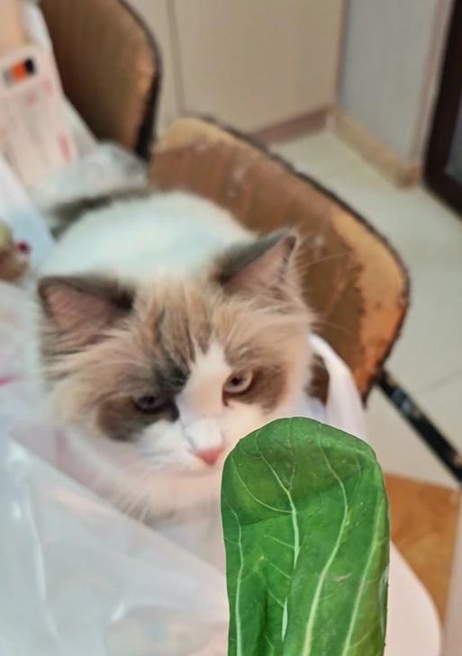 猫咪的蔬菜天地（为你的猫咪提供丰富的蔬菜选择）