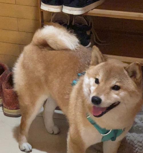 狗的本领大揭秘（揭秘狗的多项特殊能力，你一定不知道的事实）
