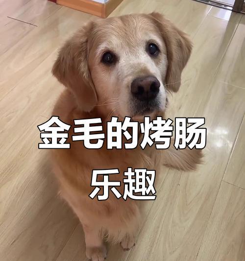 金毛可以吃什么？-了解金毛饮食需谨慎（宠物主人必读！探究金毛饮食禁忌，让你的金毛吃得健康快乐）