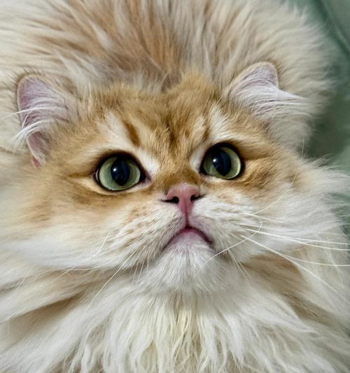 猫咪出窝时间解密（探索猫咪出窝的规律及关键因素）