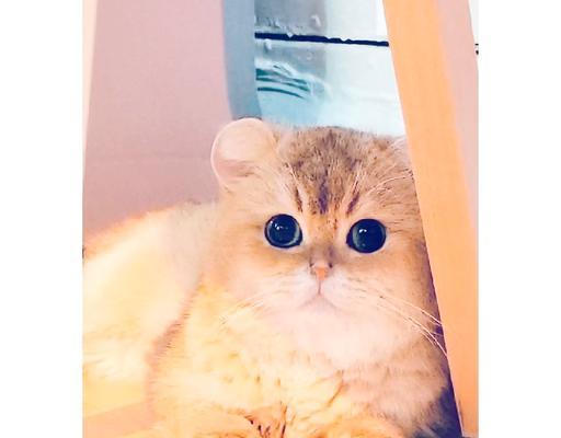 猫瘟能活多久的谜团（揭秘猫瘟病对猫咪寿命的影响）