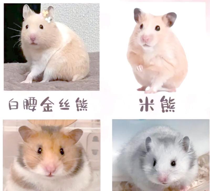 《宠物仓鼠的品种及特点》（探索仓鼠世界，了解品种多样性）