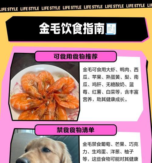 金毛犬的饮食指南（了解金毛能吃哪些东西，让你的宠物健康成长）