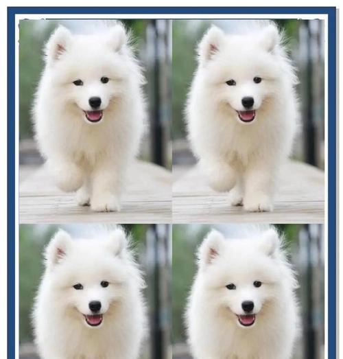 萨摩耶犬的繁殖周期及养育要点（探秘萨摩耶犬的繁殖周期，了解如何正确地养育小狗）