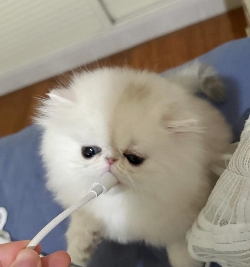 金吉拉猫咪的怀孕周期及繁殖特点（探究金吉拉猫咪的繁殖周期，了解其繁殖行为和孕育过程）