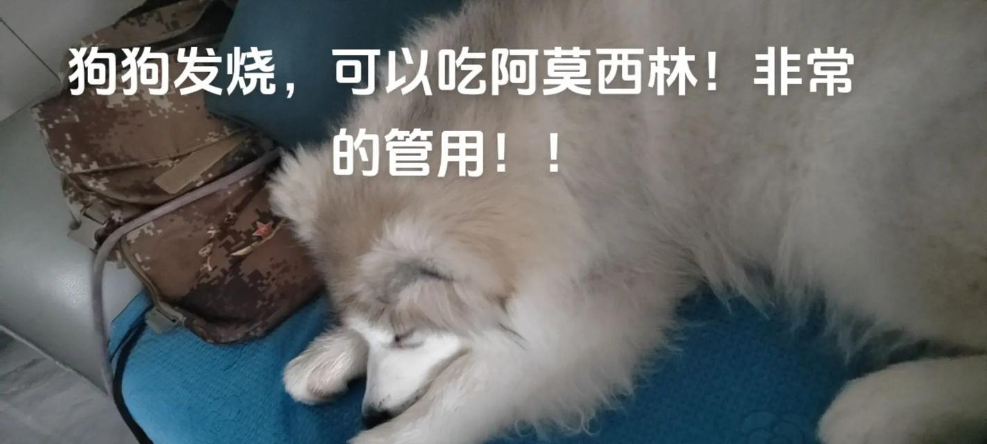 狗发烧严重的症状是什么？（了解狗发烧的迹象和影响有助于及时治疗）