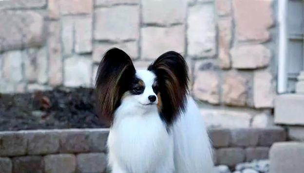 不掉毛的犬类大全（了解这些犬类，让你的家庭更清洁整洁）