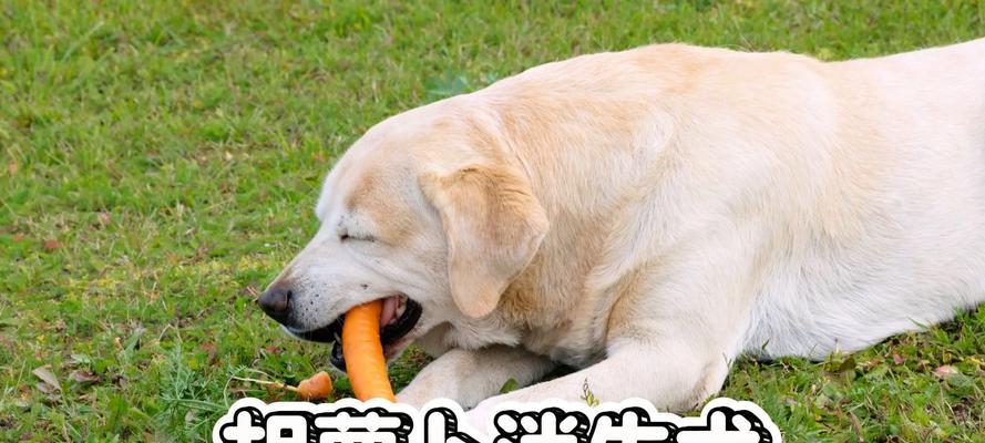 狗狗的最爱（探索狗狗最爱吃的补品，给它们更健康的生活）