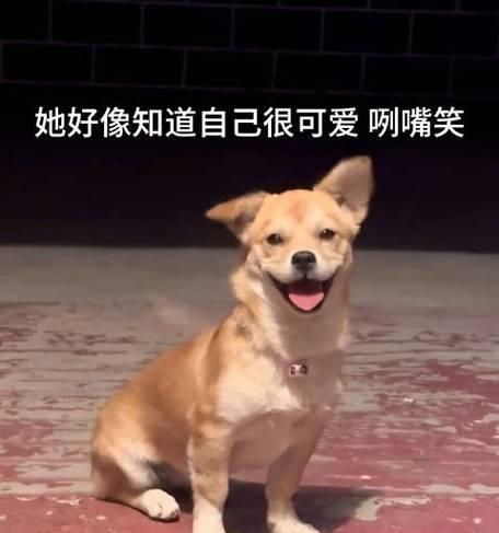 以坚耳的狗（深入探索坚耳狗的独特特征和品种）
