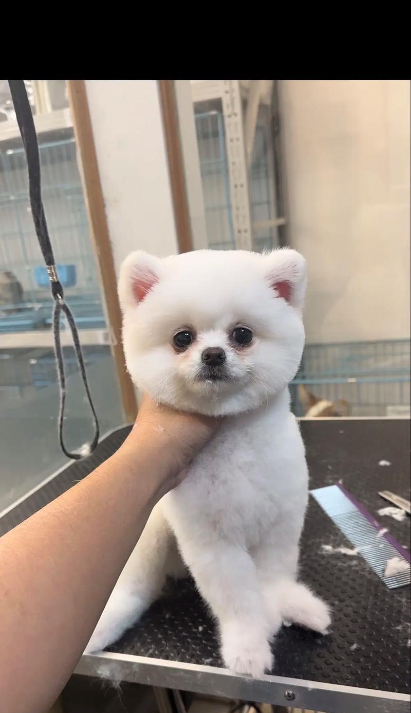 哪些狗长得比较乖？（探究外表与性格的关系，揭秘可爱又听话的狗狗品种）