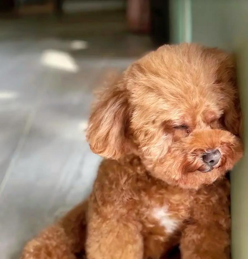 泰迪的小秘密（一探泰迪背后的神秘面纱，你不容错过！）