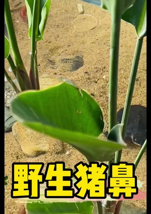 猪鼻龟适应新环境需要多长时间？（探寻猪鼻龟适应新环境的关键因素与时间要求）