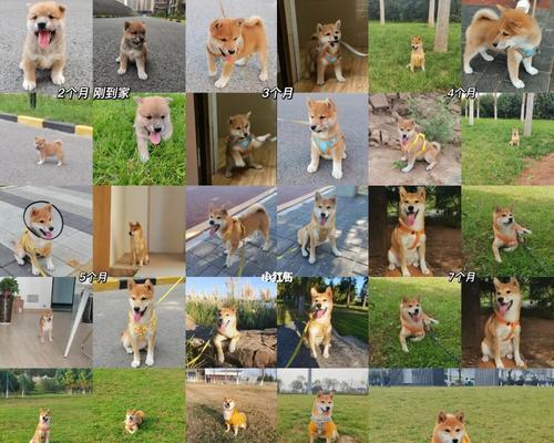 事半功倍的柴犬训练技巧（5个实用技巧，让你更好地训练柴犬）