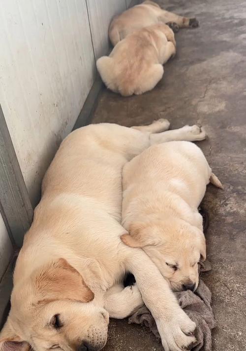 拉布拉多犬睡眠需求的探究（拉布拉多可以睡多久？拉布拉多犬睡眠时间的重要性和注意事项）