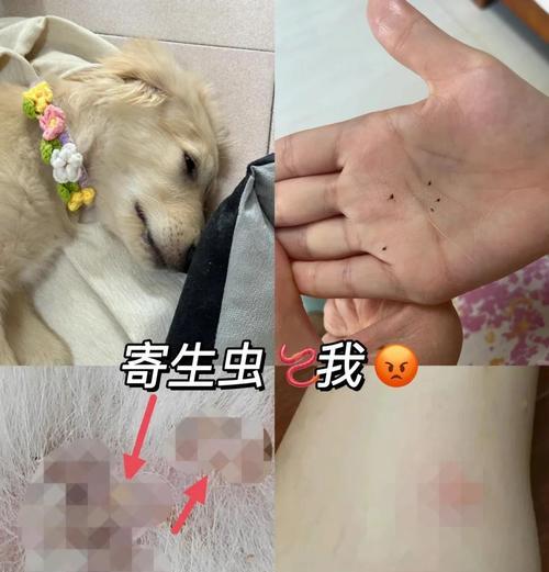 狗狗驱虫药后多久洗澡合适？（探究狗狗驱虫药后洗澡的最佳时间）