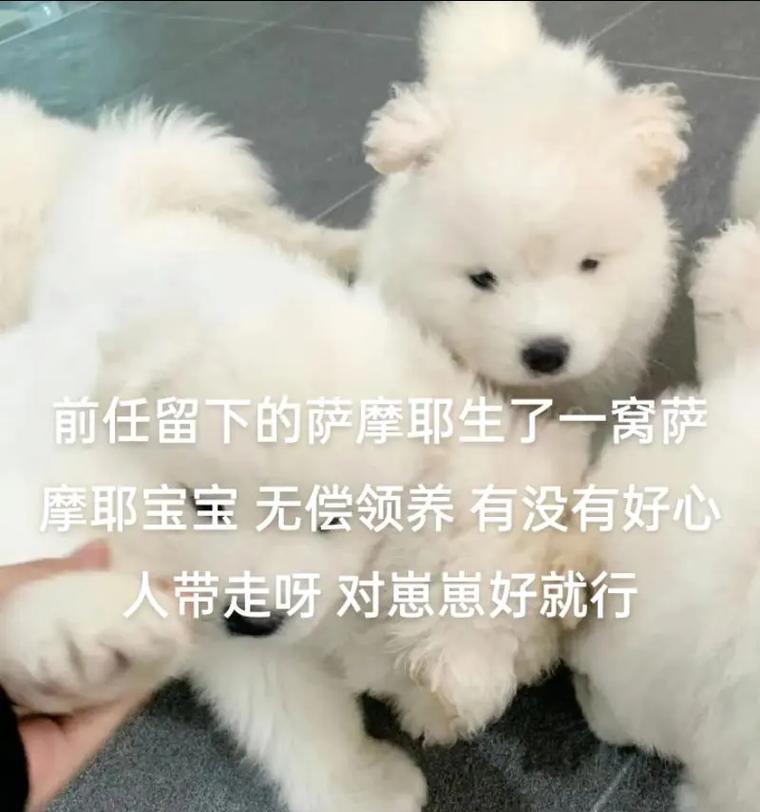 小萨摩多打虫的时间周期及建议（了解小萨摩多的身体特点，制定合理的打虫计划）