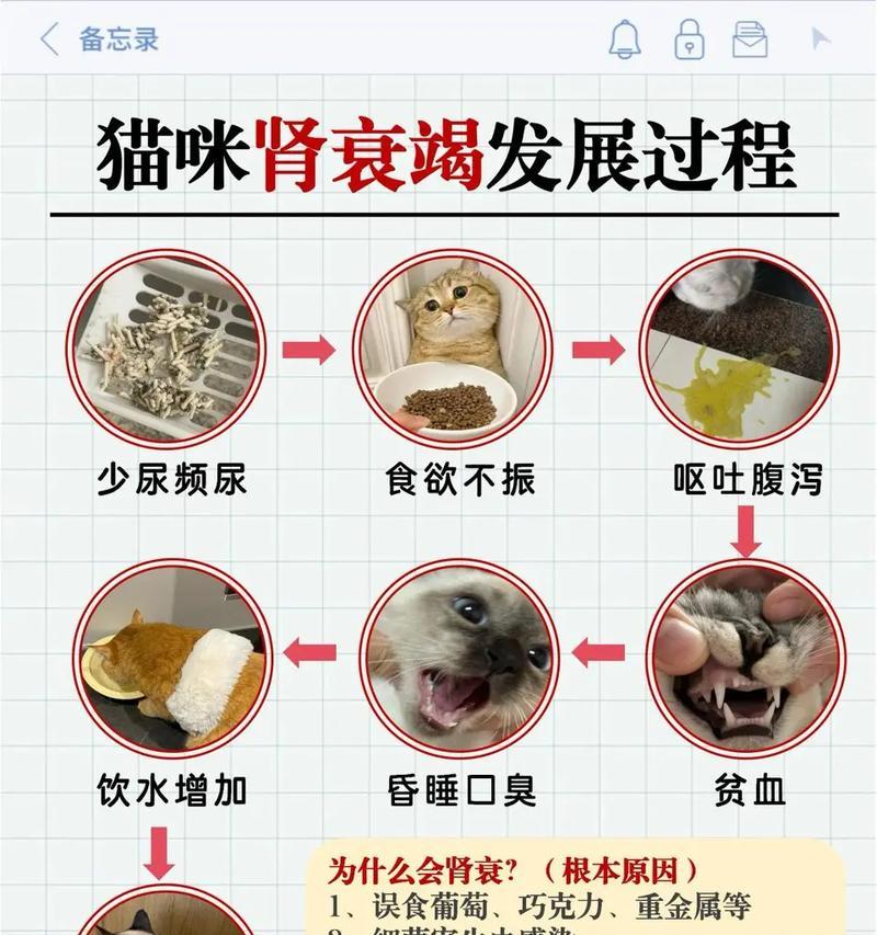 肾衰猫咪的食欲问题及促进方法（帮助肾衰猫咪恢复食欲的有效方法）