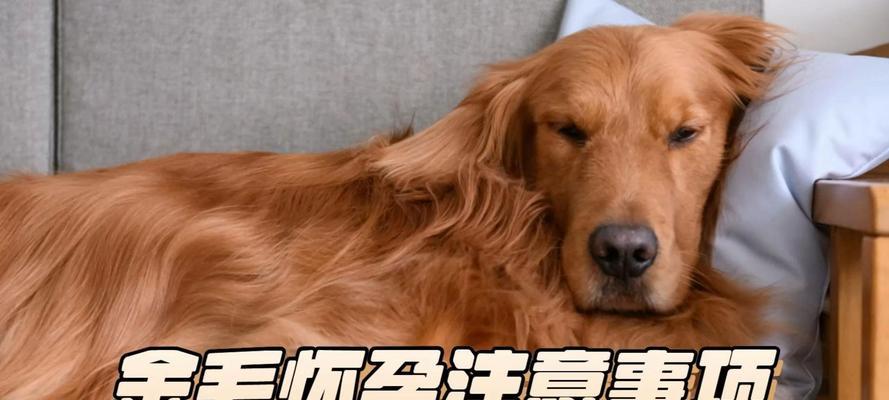 狗狗怀孕的特别照顾方法（了解和满足狗狗在怀孕期间的需求）