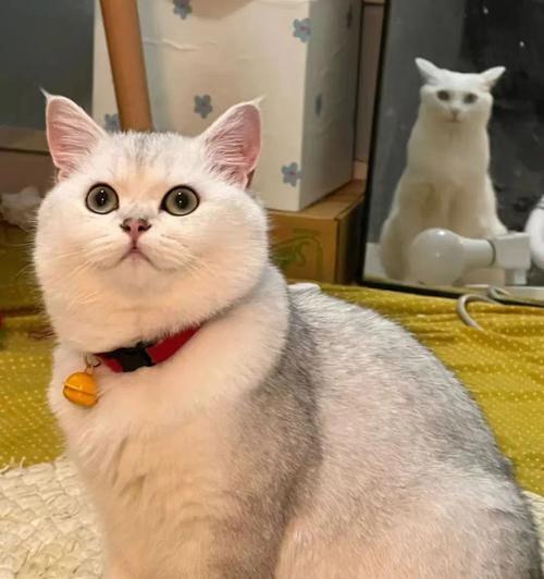 美国短毛猫的多样颜色（探索美国短毛猫品种的色彩世界）