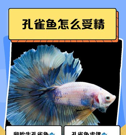 罗汉鱼卵的受精过程（探秘罗汉鱼卵如何受精）