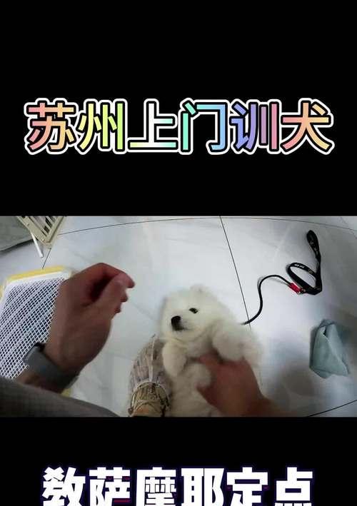 萨摩耶的成长周期及关键因素（了解萨摩耶的成长时间和关键要素，让你成为一个负责任的狗主人）